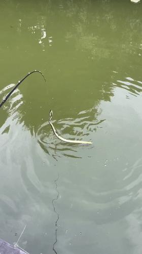 广东一小区蛇群泛滥